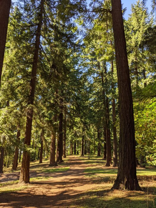 Trail through the trees on Mount Tabor